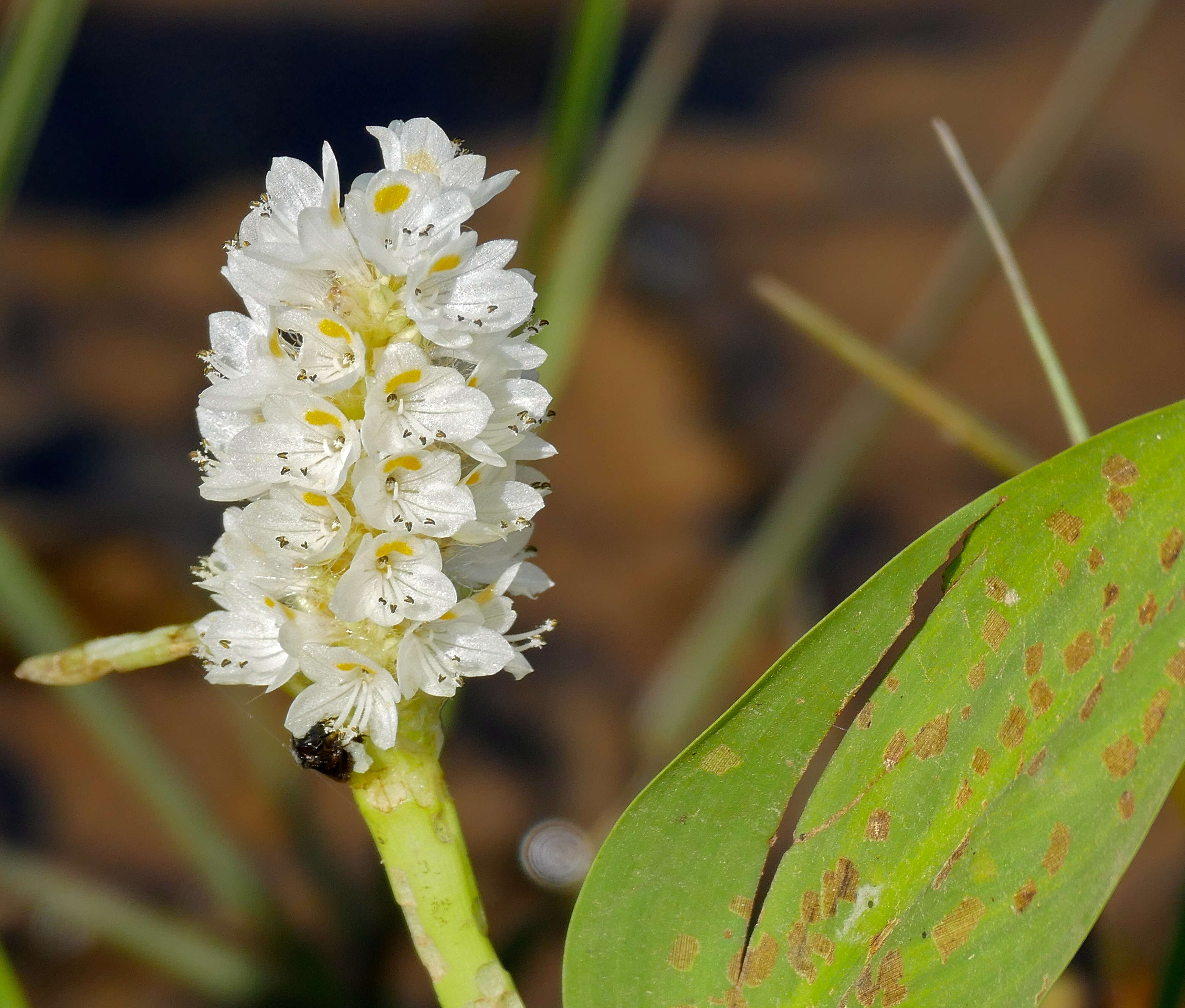 Image of Pontederia parviflora Alexander