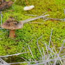 Image of Inocybe