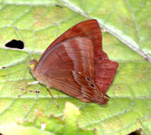 Image of Abisara bifasciata suffusa