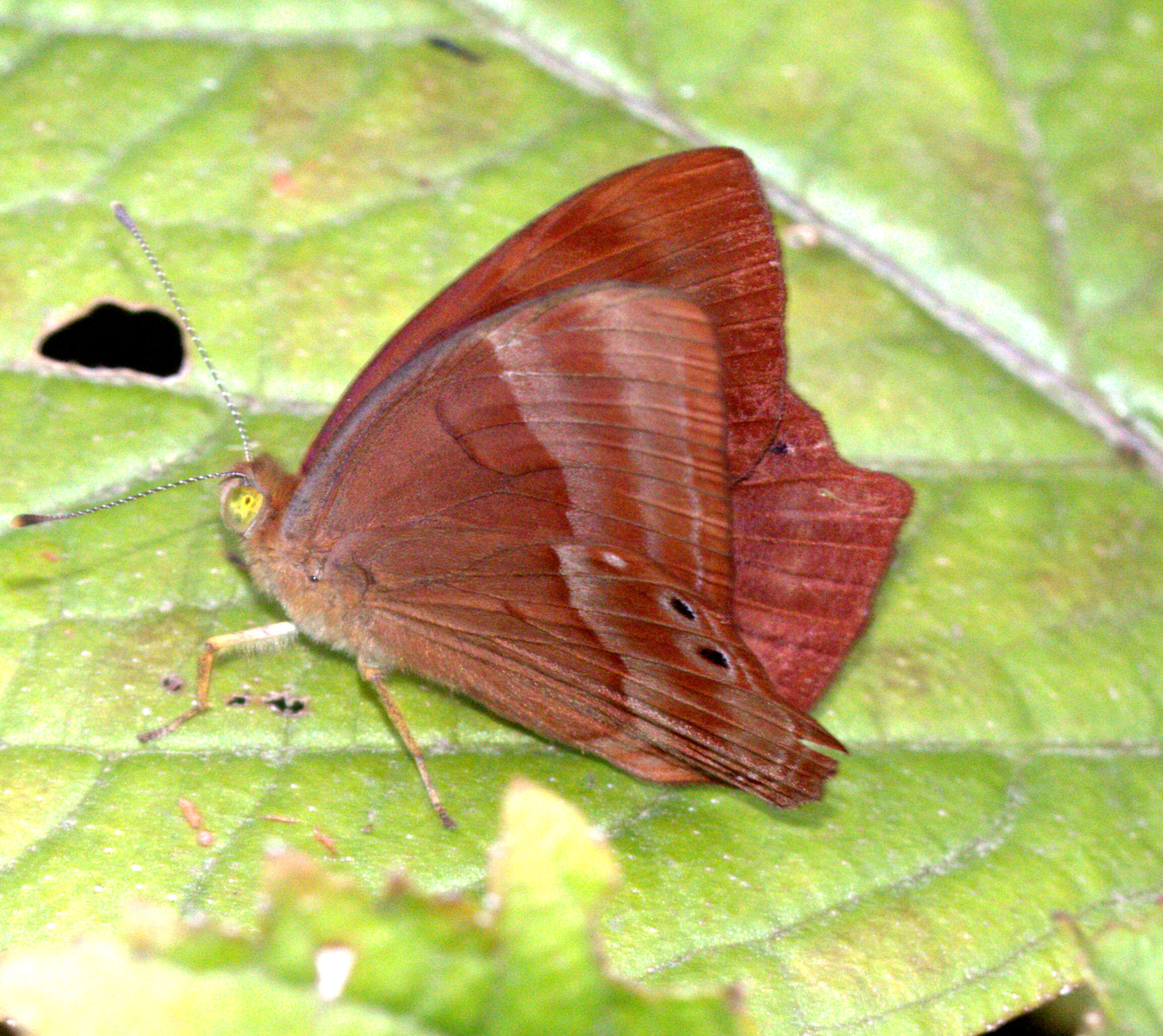 Image de Abisara bifasciata suffusa