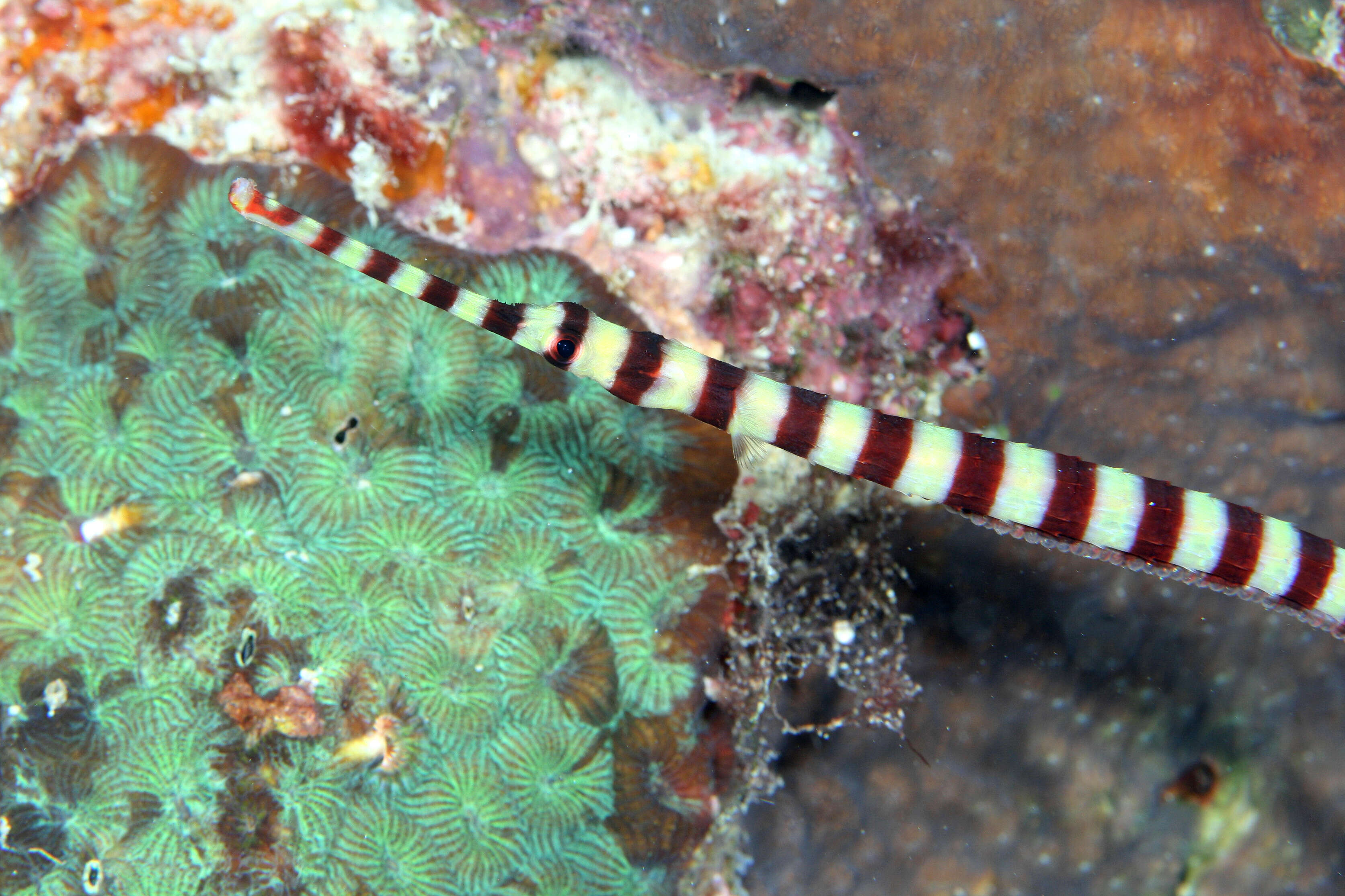 Image of banded pipefish