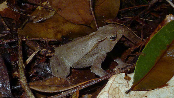 Image of Rhinella hoogmoedi Caramaschi & Pombal 2006