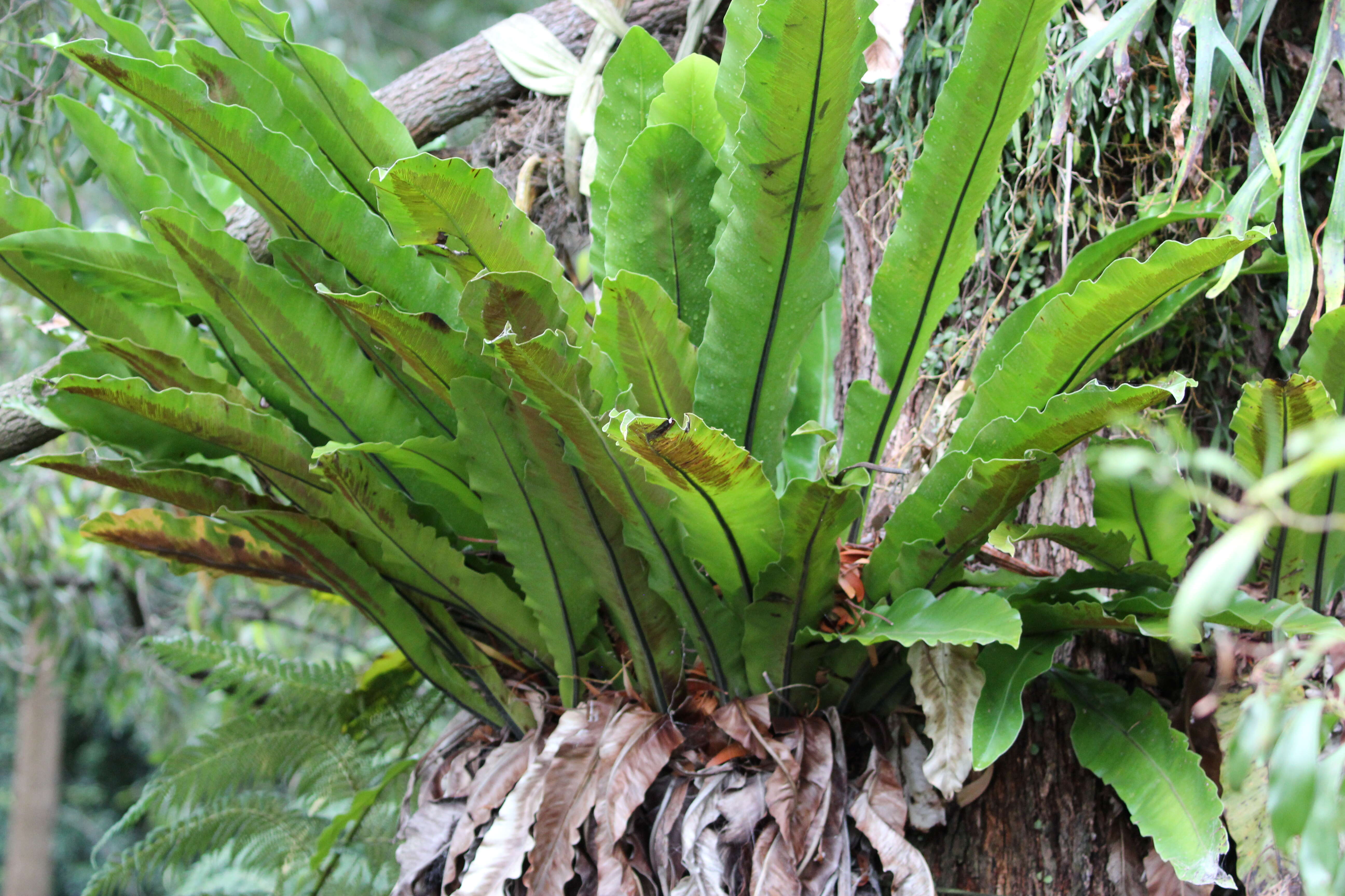 Слика од Asplenium