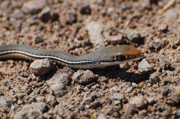 Image of Sinai Racer.