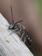 Image of Lasioglossum