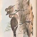 Image of Limosa limosa melanuroides Gould 1846