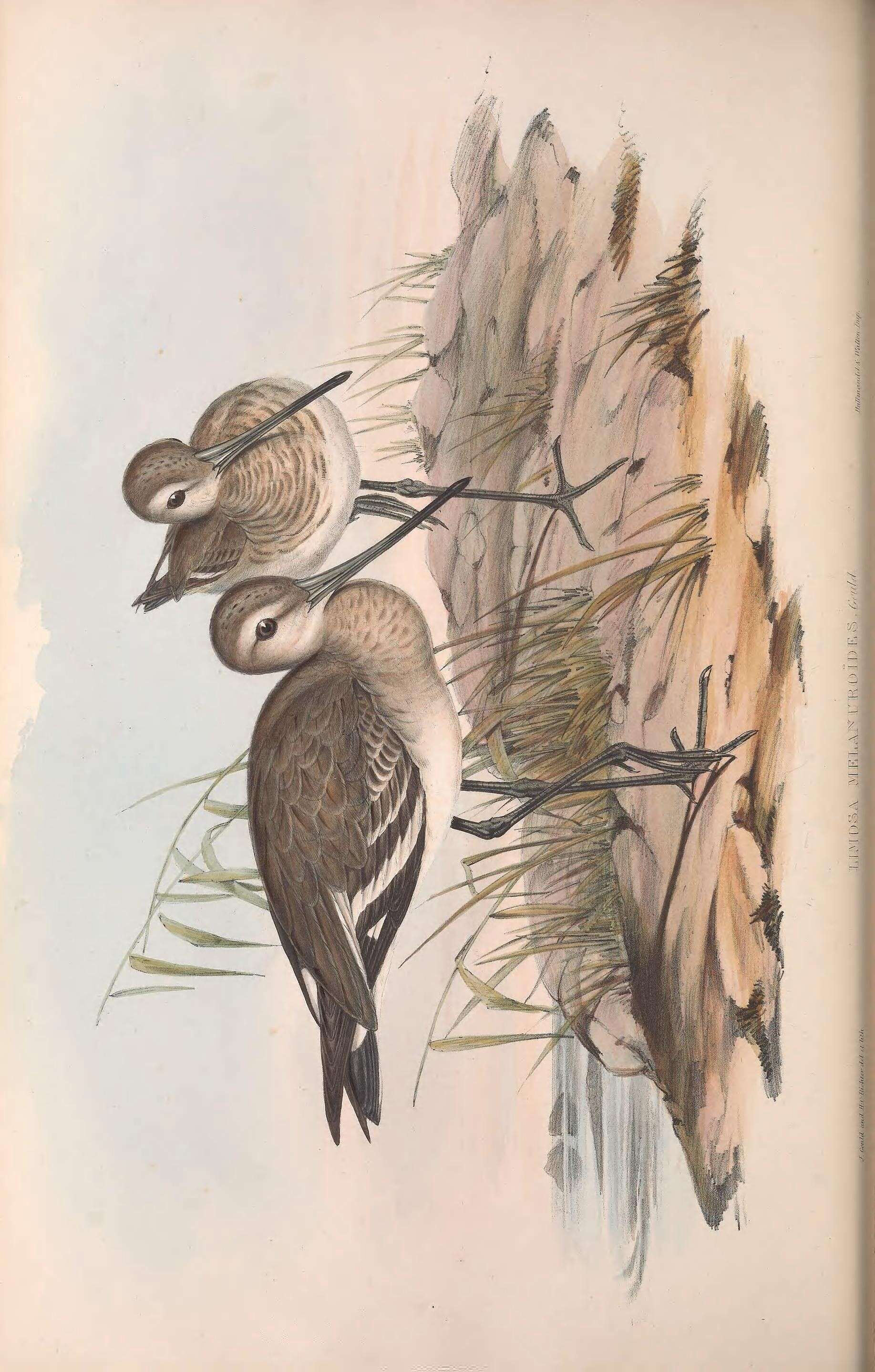 Sivun Limosa limosa melanuroides Gould 1846 kuva