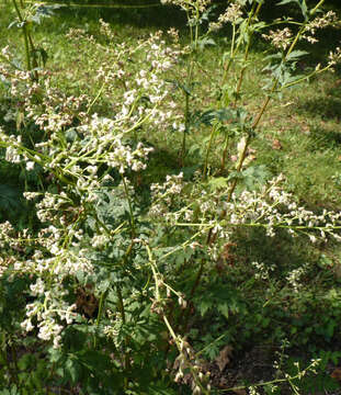 Image of Artemisia lactiflora Wall. ex DC.