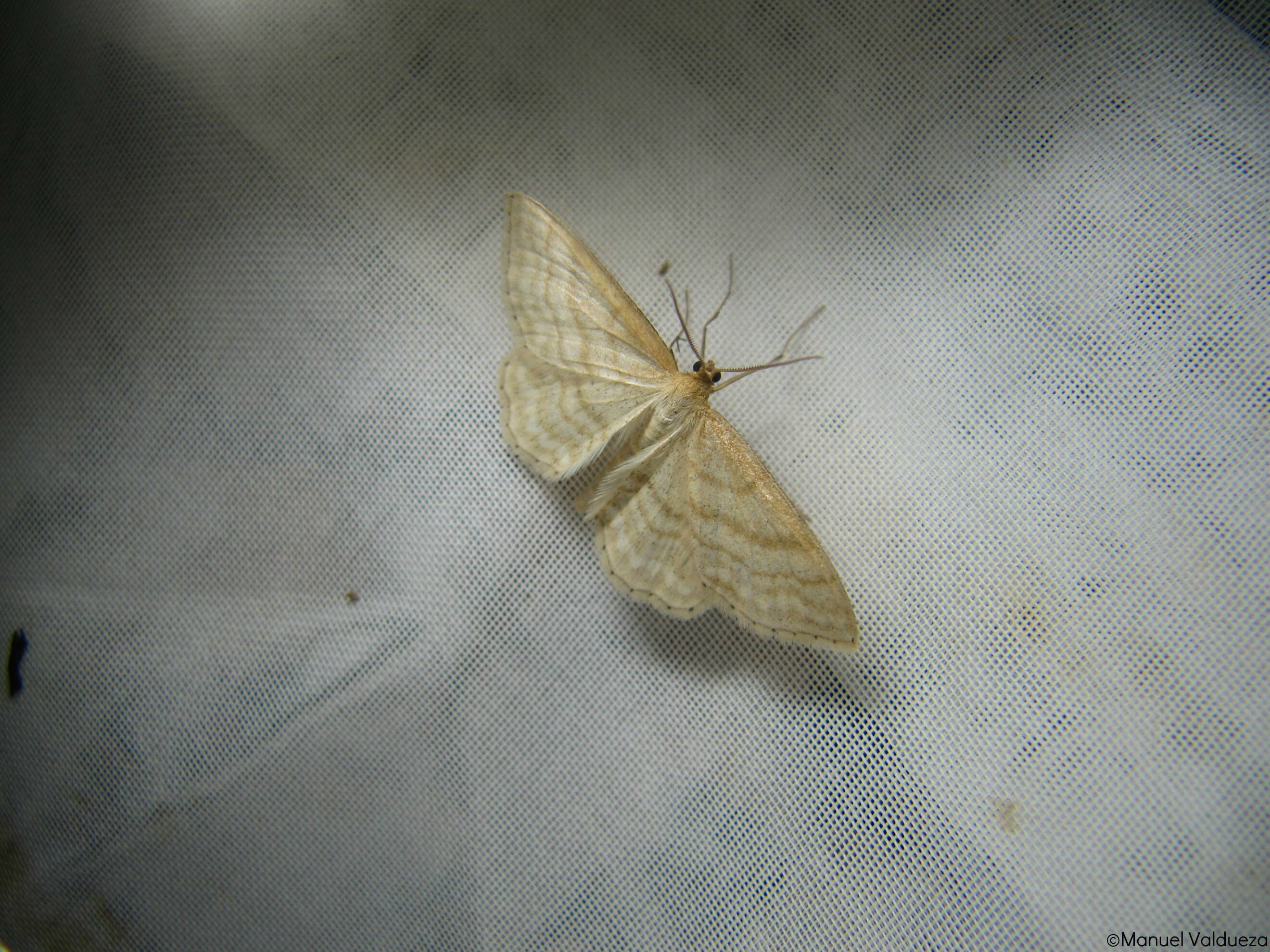 Image of Idaea antiquaria (Herrich-Schäffer 1847)