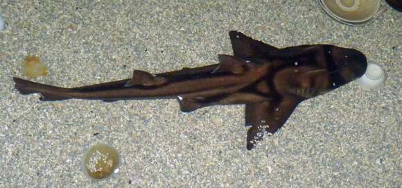 Image of Port Jackson Shark