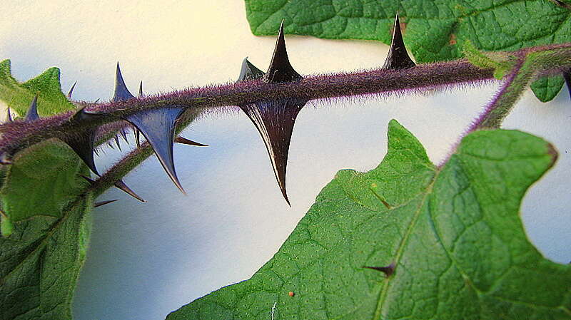 Image of Solanum reflexiflorum Moric. ex Dun.