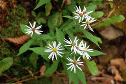 Image of crookedstem aster