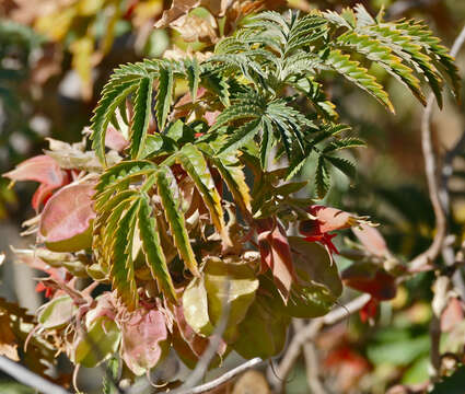 Image of melianthus