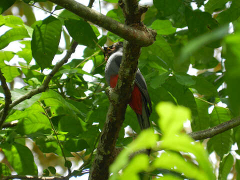 Image of Slaty-tailed Trogon