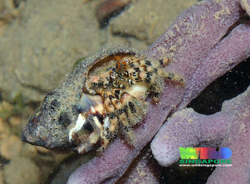 Image of Hermit Crabs and Mole Crabs