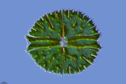 Image of Micrasterias rotata