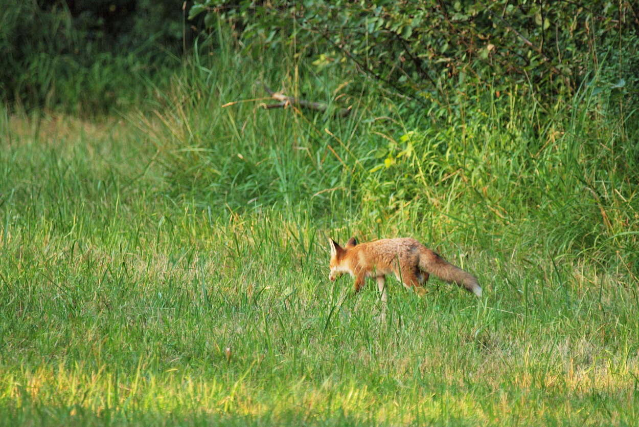 Image of Foxes