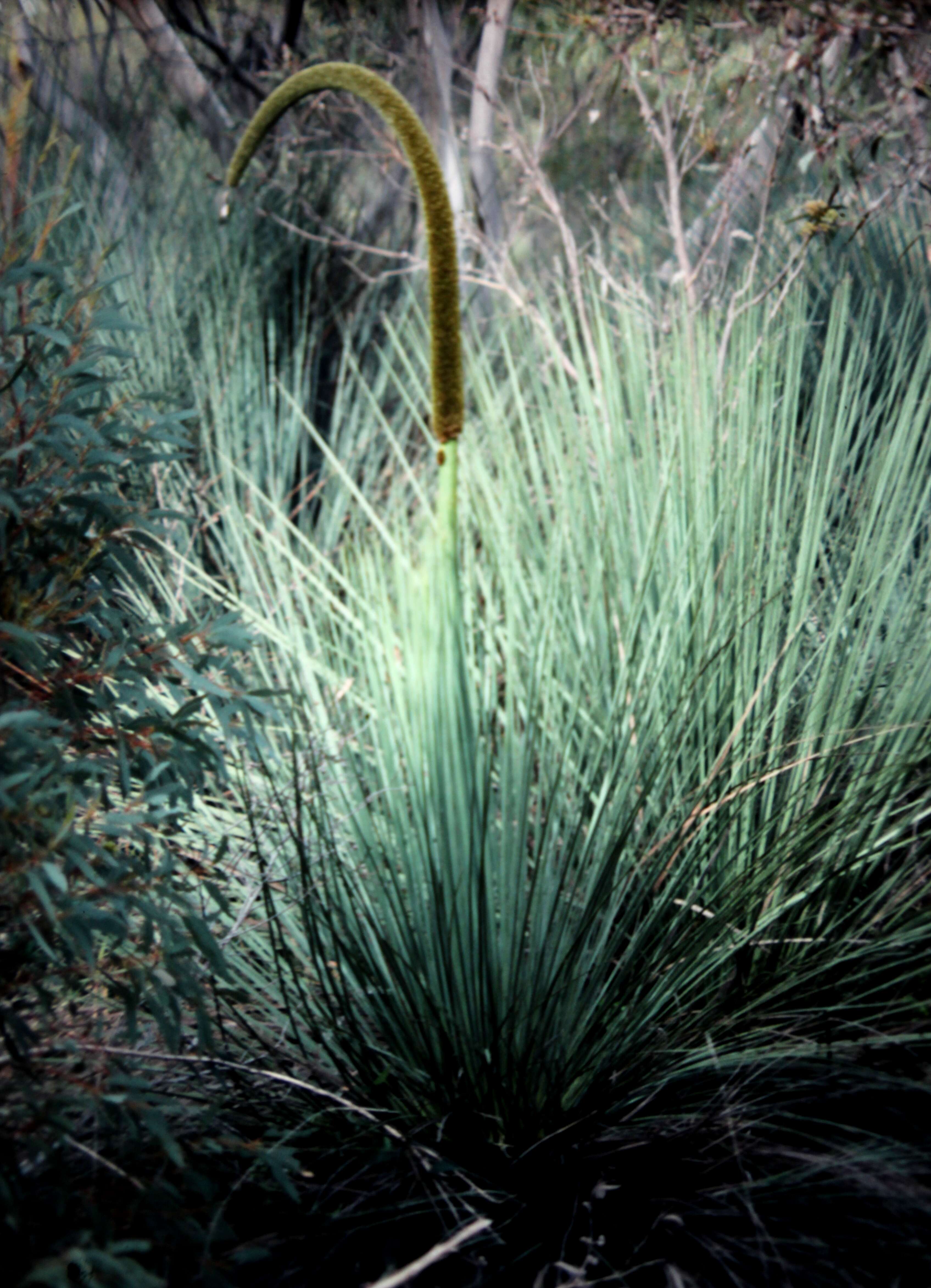 Image of Xanthorrhoea semiplana F. Muell.