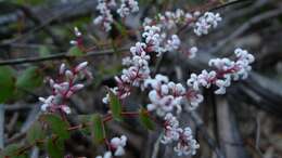 Слика од Leucopogon amplexicaulis (Rudge) R. Br.