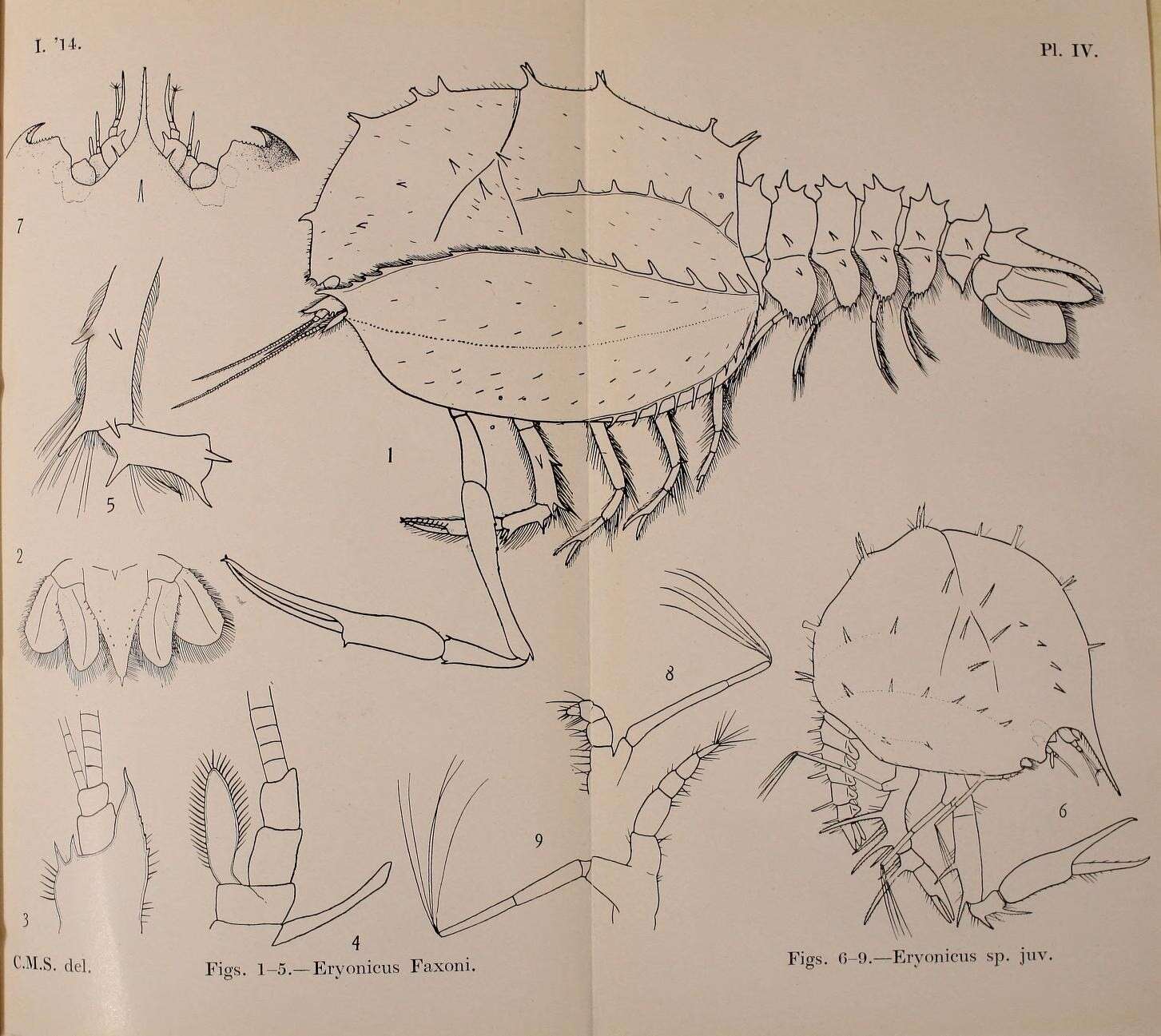 Image of Polycheles Heller 1862