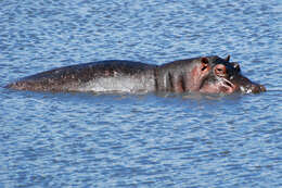 Image of Common Hippopotamus