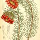 Image of Protea nana (Berg.) Thunb.