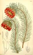 Image of Protea nana (Berg.) Thunb.