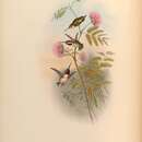 Слика од Myrmia micrura (Gould 1854)