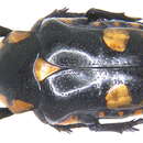 Image of Brachymacroma emarginicollis (Boheman 1857)