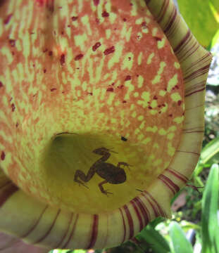 Image of Nepenthes maxima Reinw. ex Nees
