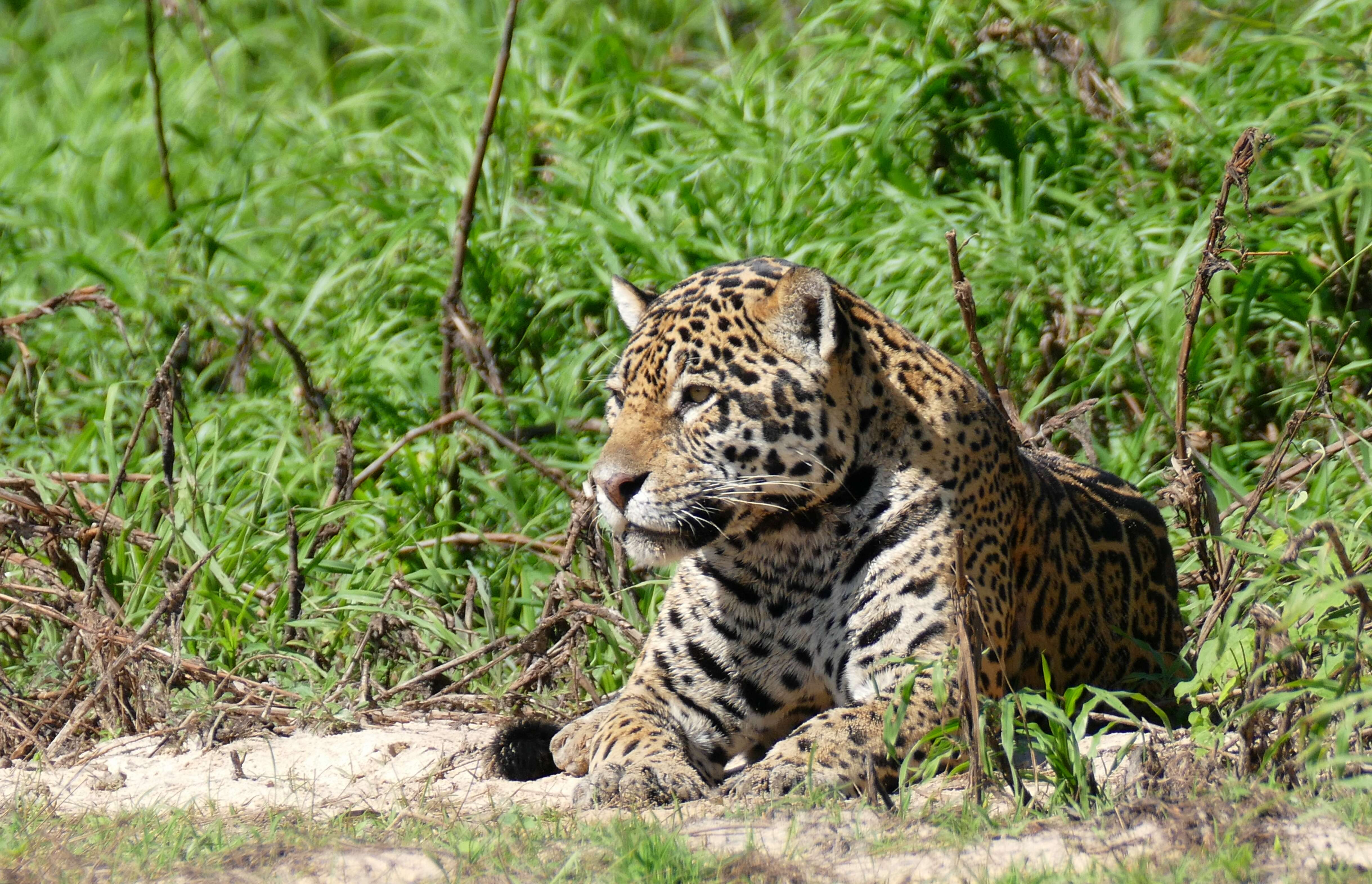 Image of Jaguar