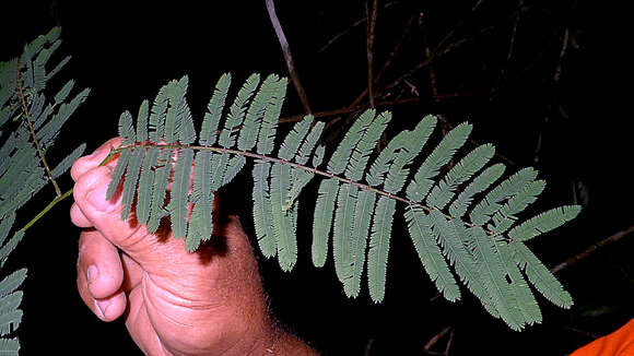 Image of Senegalia martiusiana (Steud.) Seigler & Ebinger