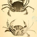 Benthochascon hemingi Alcock & Anderson 1899 resmi