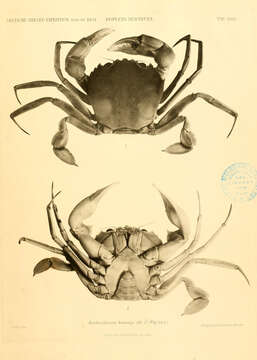 Image of Benthochascon Alcock & Anderson 1899