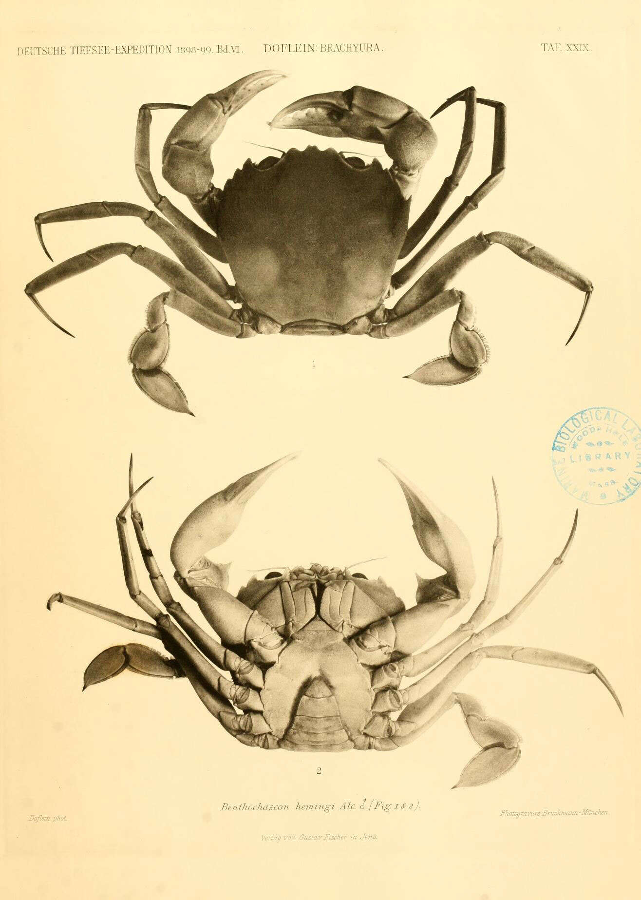 Image of deepsea crabs