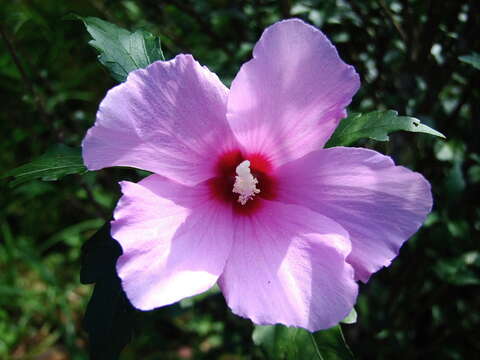 Image of rose of Sharon