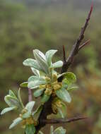 Imagem de Hippophae rhamnoides L.