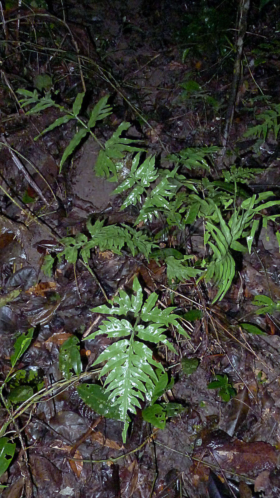 Sivun Pteris denticulata Sw. kuva