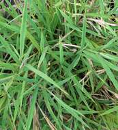 Image of murainagrass