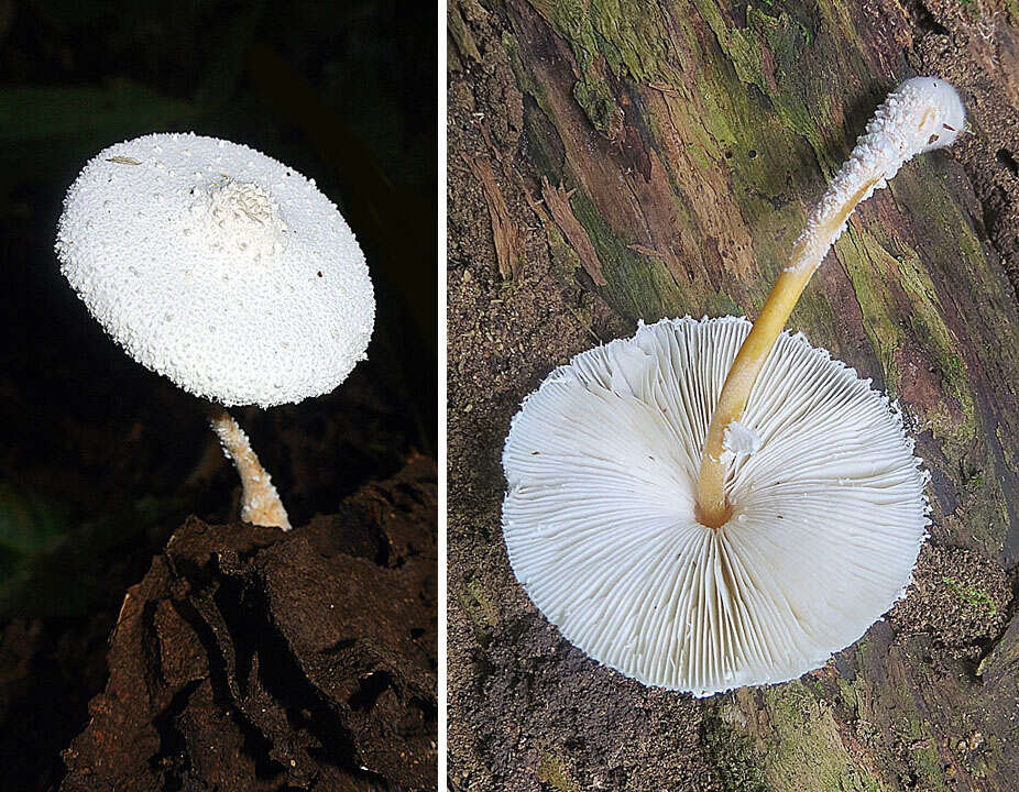 Image of Leucocoprinus