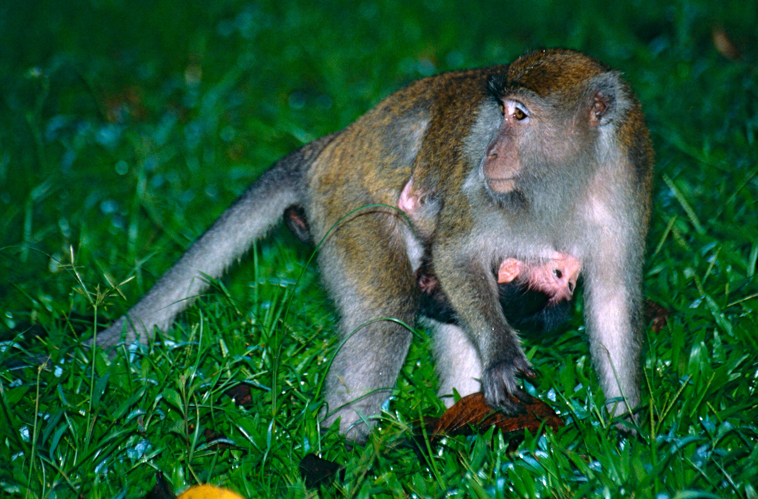 Image de Macaque crabier