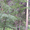 Image de Betula pubescens var. litwinowii (Doluch.) Ashburner & McAll.