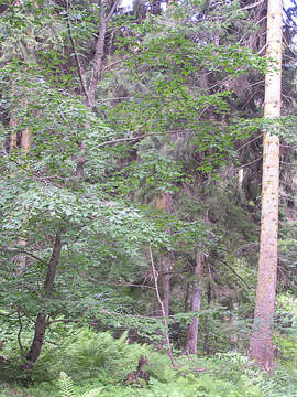 Image of Brown Birch