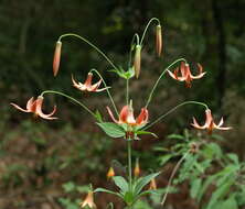 Lilium canadense L. resmi