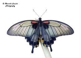 Image of Papilio memnon lowii