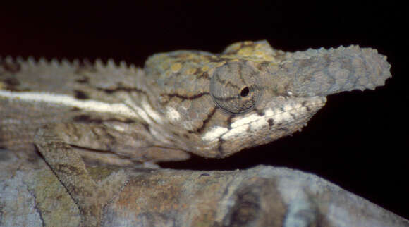 Image of Malagasy chameleons