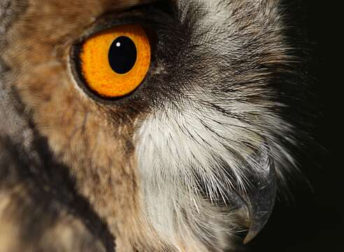 Image of Long-eared Owl