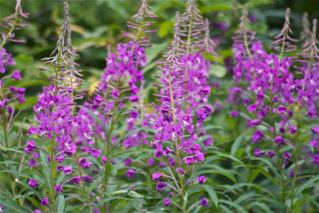 Image of rosebay willowherb