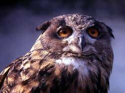 Image of Cape Eagle Owl