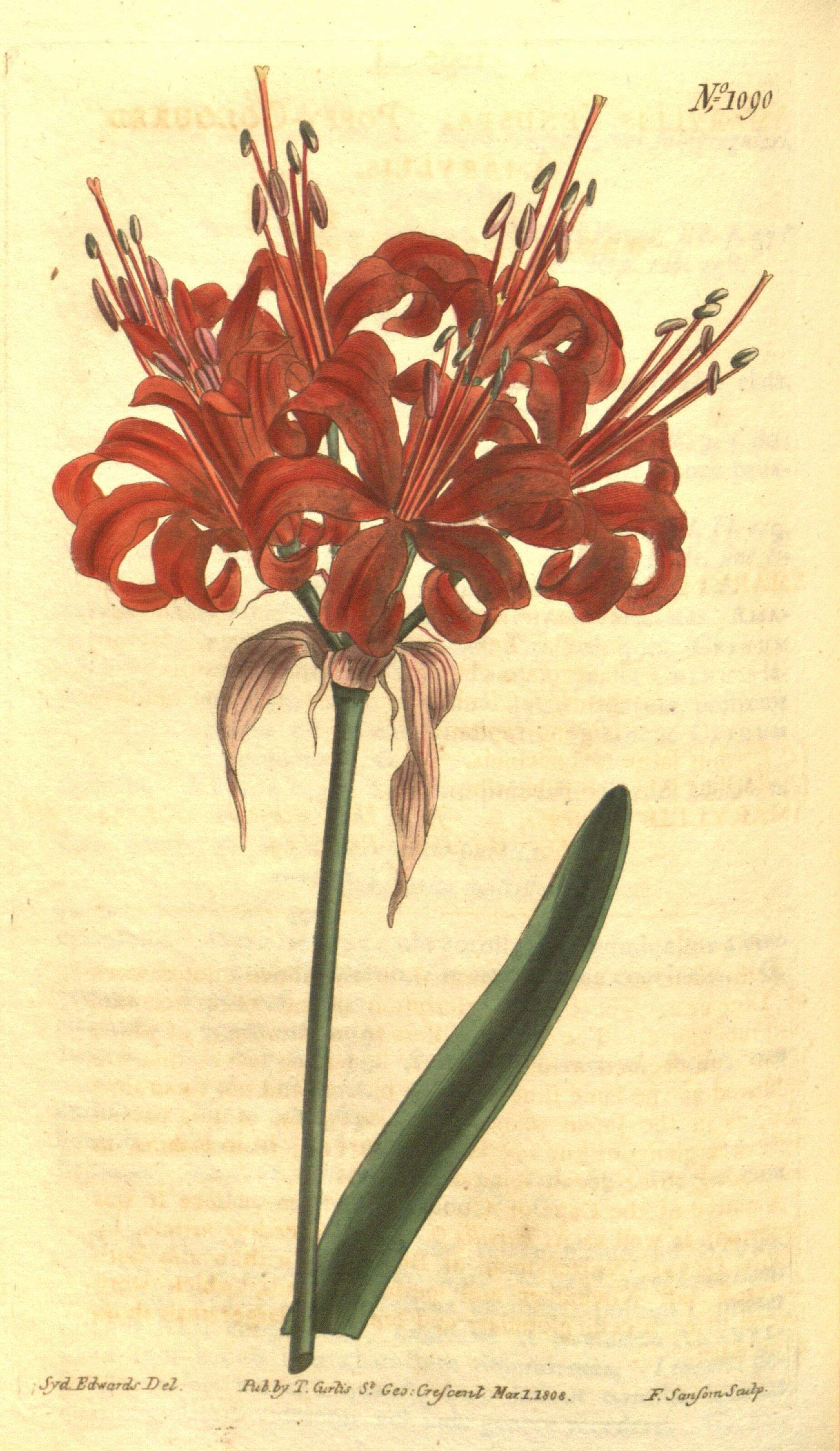 Image of Nerine sarniensis (L.) Herb.